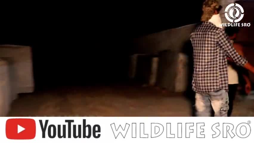 वाइल्डलाइफ एस० आर० ओ० द्वारा जहरीले नाग का रेस्क्यू किया गया।#wildlifesro