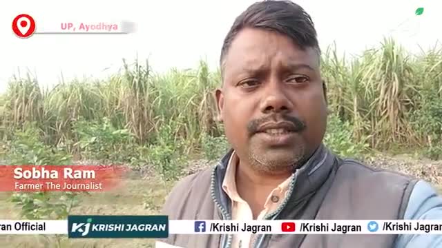 एक साथ कब और कैसे करें ताइवानी Pink अमरुद के साथ मिर्च की खेती
#farmerthejournalist #ftj #krishijagran