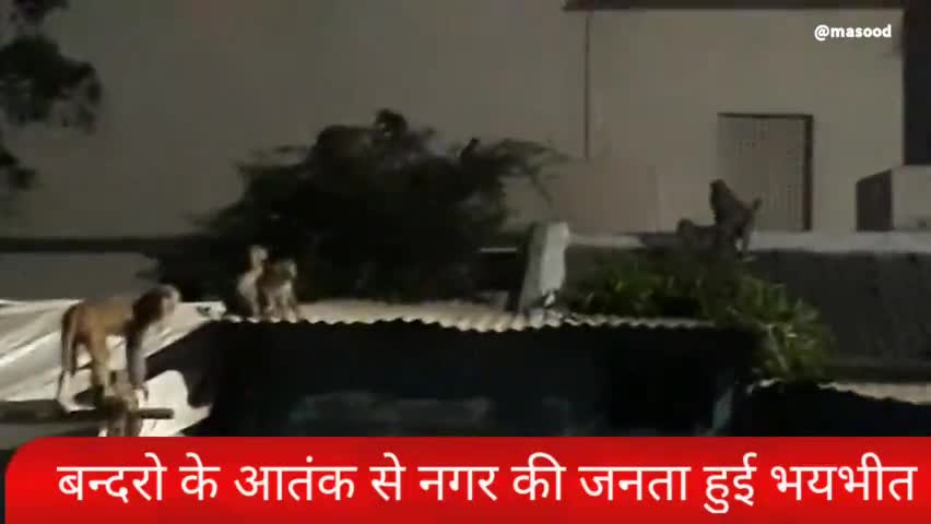 तुलसीपुर:बन्दरो के आतंक से तुलसीपुर नगर की जनता परेशान #बन्दर#नगरवासी#परेशान