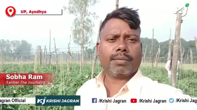 बेल वाला टमाटर बना कमाई का जरिया हो रही रिकॉर्ड पैदावार
#farmerthejournalist #ftj #krishijagran