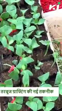 तरबूज ग्राफ्टिंग की नई तकनीक | Watermelon Grafting | Grafting method of watermelon
#AgricultureSector #Agriculture
