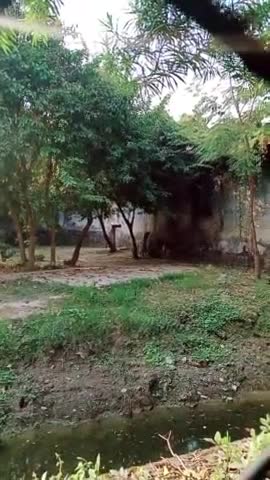 Sher Ko Yun hi Sher nahin bola jata dekho yah Apne dhun mein kaise mast rahte hain #Bangal tiger