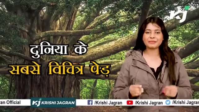 इस पेड़ की अनगिनत जड़े आस पास मौजूद सभी वस्तुओं को अपने गिरफ्त में ले लेती हैं
#tree