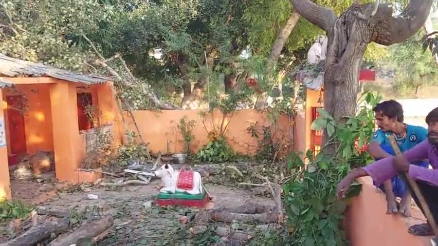 हनुमान मंदिर के ऊपर गिरा पीपल पेड़ # बजरंग दल के बजरंगी भाइयों किया साफ सफ़ाई #गोविंद शर्मा प्रखंड मंत्री#