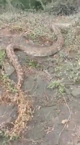 नेपानगर: nepa मिल एरिया में फिर से दिखाई दिया अजगर#nepanagar