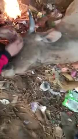 आगरा: देवरी रोड आगरा एक नहर के किनारे गौ मत गिर गई है हम जब यह से गुजर रहे तो हम यह रुके##गौ रक्षा दाल#bajrangdal
