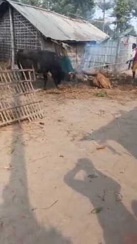 कोढ़ा: कोढा   प्रखंड के फुलवरिया वार्ड नंबर 8 में  एक शार  के आने के बाद आम जनता प्रेसान देखिए फूल वीडियो
##फुलवरिया ##