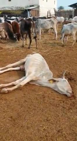प्रधान सचिव की लापरवाही आई सामने ज़िम्मेदार मौन
बिसंडा के कैरी गौशाला में मरी पड़ी हैं गाएं देखें वीडियो
#gaushala
