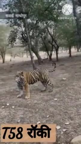 खण्डार: रणथम्भौर के जोन नम्बर 7 मे देखा गया T58 रोकी :-       __10 मे से 4 जोन पर है रॉकी का कब्जा
#ranthambhore #tiger