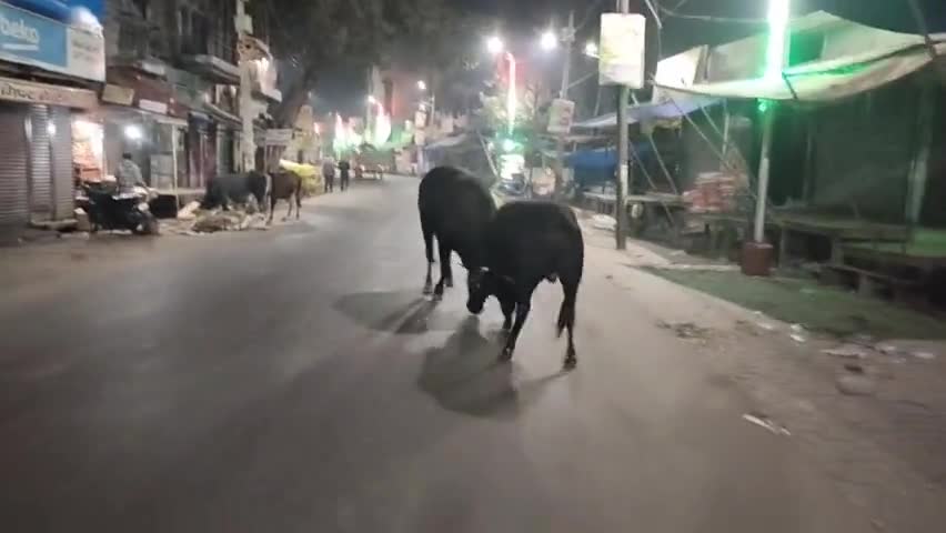 आवारा गोवंशों से आम जनमानस परेशान #आवारा #गोवंश #मुख्यमंत्री #योगी
