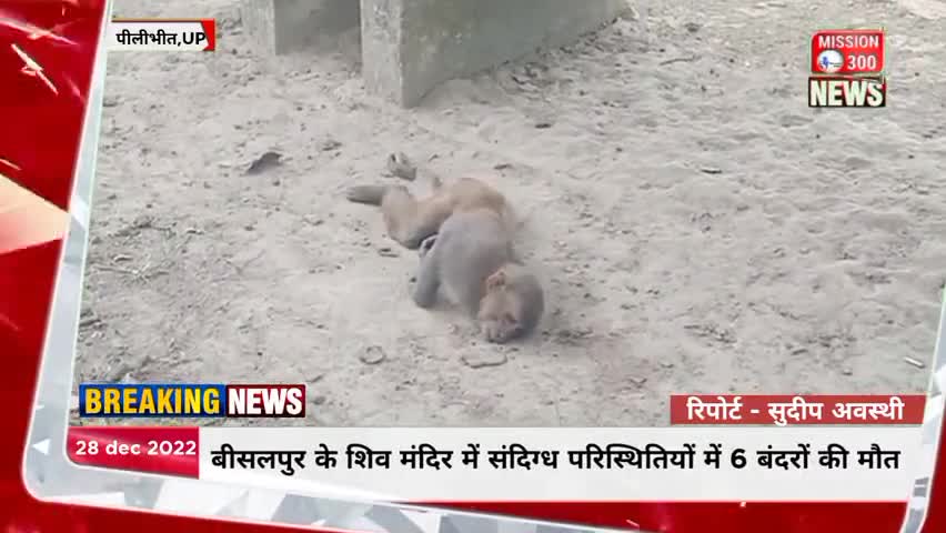 बड़ी खबर : 1 सप्ताह में लगभग एक दर्जन से अधिक बंदरों की मौत, रेस्क्यू करने पहुंची टीम को बंदरो खदेड़ा
#पीलीभीत #बीसलपुर