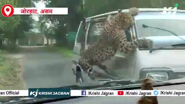 Assam Breaking: असम के जोरहाट में बाड़ के ऊपर से कूदकर तेंदुए का कार पर हमला | Leopard |Assam
#Leopard #KrishiJagran