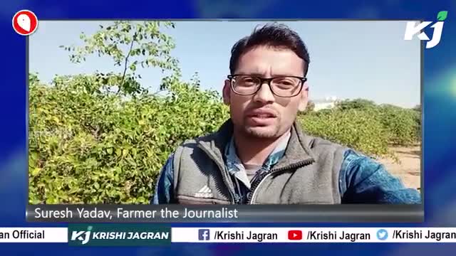 गोला बेर की सफल बागवानी की सम्पूर्ण जानकारी
#agriculture #agriculturenews