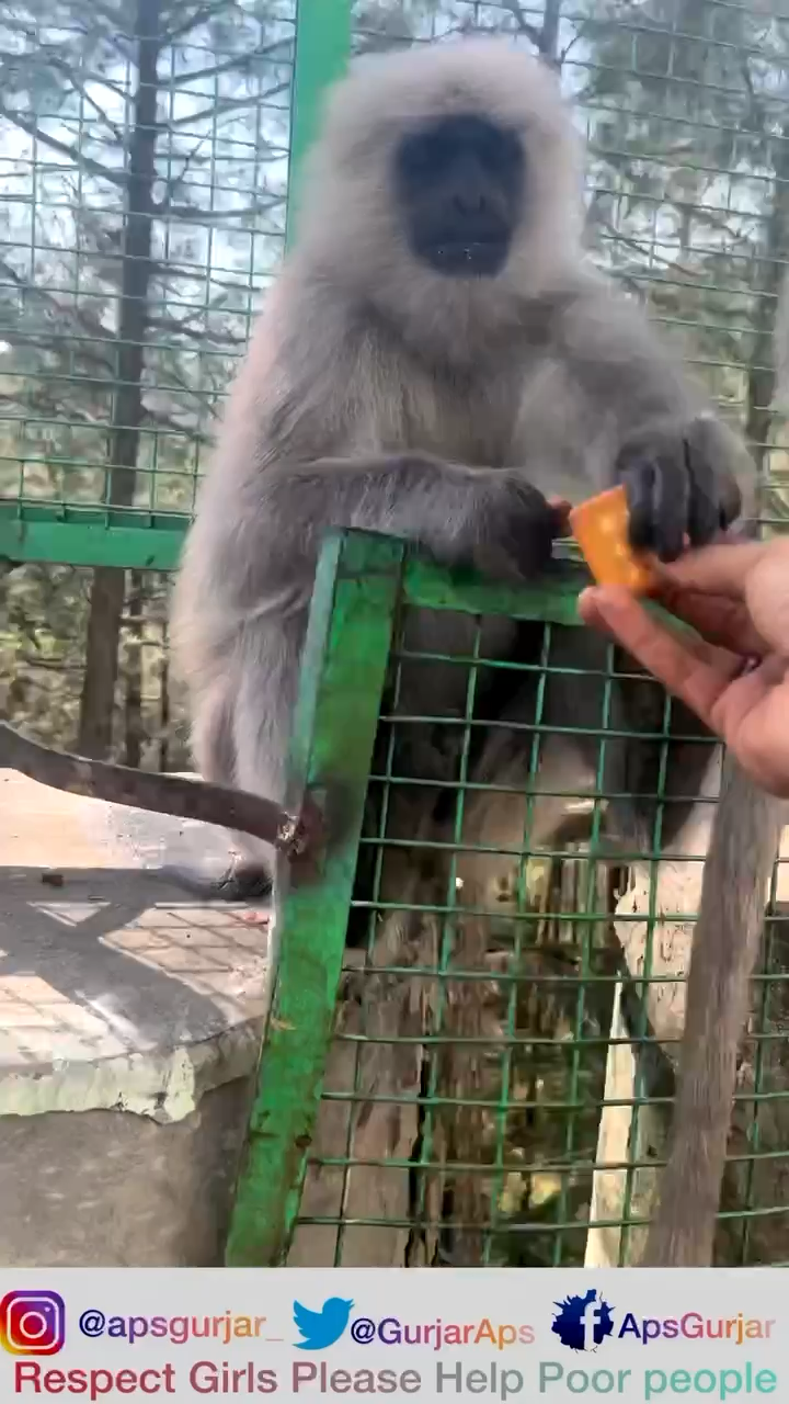 Love this monkey 🐒🫀 
Respect Annimal                          
#apsgurjar #monkey #love #viral #cute