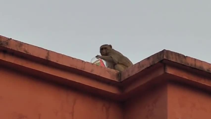क़मालगंज सीएचसी पर बंदरो का आतंक #बंदर #सीएचसी