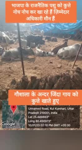 बांदा जिले के कुलकुम्हारी गौशाला में कुत्ते नोच नोच कर जिंदा गायों को खा रहे ज़िम्मेदार अधिकारी मौन
#banda 
#gaushala