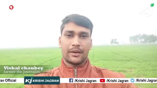 फसल को नुकसान पहुंचा रहे मवेशी, किसान हो रहे परेशान | Animals | Crops
#ftj #krishijagran #farmerthejournalist