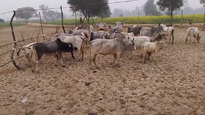 दातागंज: Village Anandpur me chuti gayo ki suraksha ka praudhan@#badaunnews