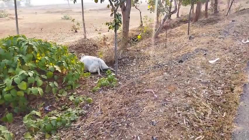 चकाई बासुकीटाड़ मुख्य मार्ग में देवघर से पूजा करके आ रहे अज्ञात गाड़ी द्वारा तीन गो माता को ठक्कर मार  दिया
#चकाई