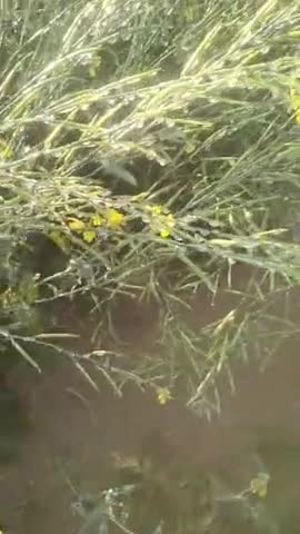 फलौदी: फलोदी में बर्फबारी#फलोदी किसानों के लिए बुरी खबर#phalodi