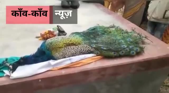 पंखों के लिए मारे जा रहें‌ हैं मोर।
#बिहार #गोपालगंज #भोरे #मोर