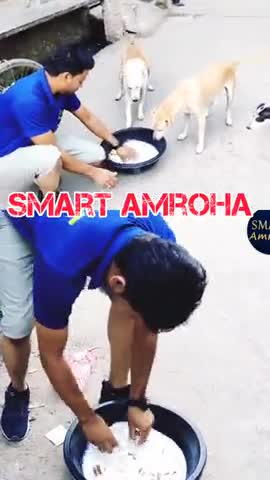 बेजुबा की भी मदद करनी चाहिए #animals streetanimal imran Malik Amroha