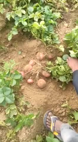 तिर्वा: Tirwa के पास जरियन  रोड आलू अच्छा होने से किसान खुश Video viral #Tirwa #Kishan