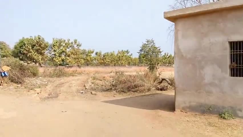 दुमका: हरना कुंडी बढ़ई पाड़ा विश्वकर्मा मंदिर चौक दुमका में धूमधाम से मनाया गया सरस्वती पूजा #Dumkaजिला
