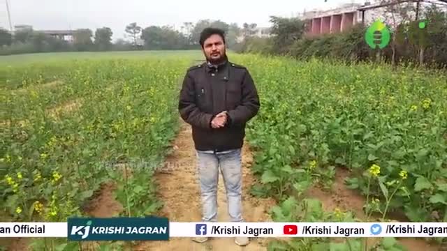 दानेदार यूरिया या फिर liquid यूरिया जानें क्या है आपके फसल के लिए बेहतर

#liquid #urea #agriculture #farmers