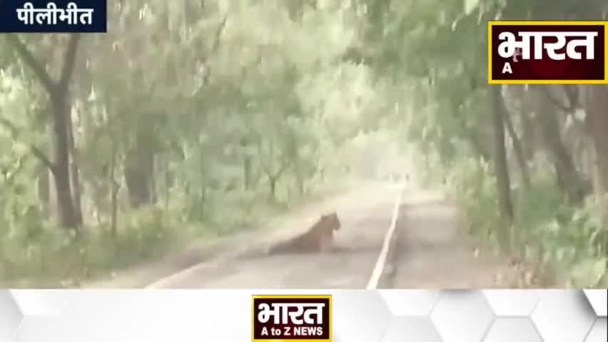 कानपुर: #Viral | OMG | बाघ ने किया सड़क पर कब्जा, लोगों के उड़े होश | Pilibhit | Uttar Pradesh
#viral #tiger #tigerroar