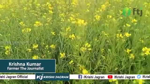 सरसों में इस समय मौसम परिवर्तन के कारण कीटों का प्रकोप हुआ भारी, जानें क्या है उपाय
#mustardfarming #mustard #farmers