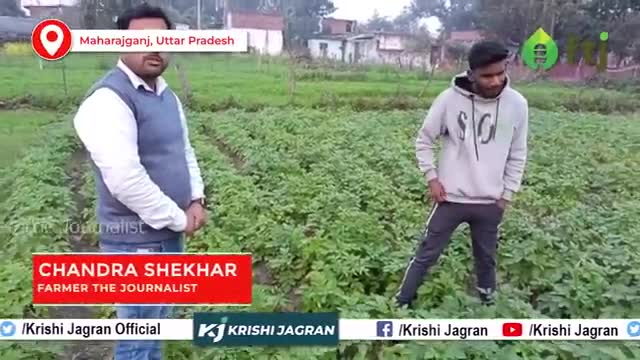 जानें आलू की खेती में गोबर के खाद के विशेष प्रयोग की जानकारी
#potatofarming #potato #agriculture #farming