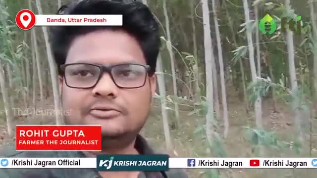 सफेदा,यूकेलिप्टस,नीलगिरी के पेड़ की खेती कैसे करें पूरी जानकारी

#krishijagran #eucalyptusfarming
