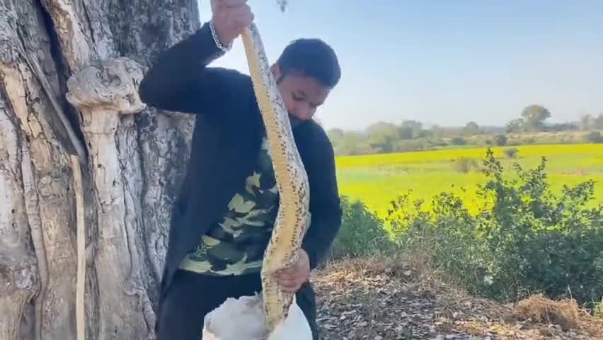 प्रयागराज: अरेल घाट के अंदर एक खेत में निकला विशालकाय अजगर जिसे प्रयागराज के सर्पमित्र अंकित टार्जन ने किया रेस्क्यू #rescue