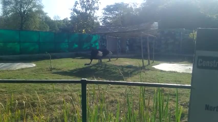 whaite tiger Safari me aaya Naya mehmaan...#vlog #rewacity #baghelinews