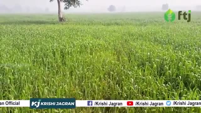 जानें गेंहू की फसल में सिंचाई करने का कौनसा समय हैं सबसे उचित
#krishijagran #gehukikheti