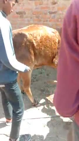 खरगापुर: guna me Bajrang dal ke karykarta ne bail ke pairon mein se lakadi ko hataya #trendinghindinews 
#viralnews