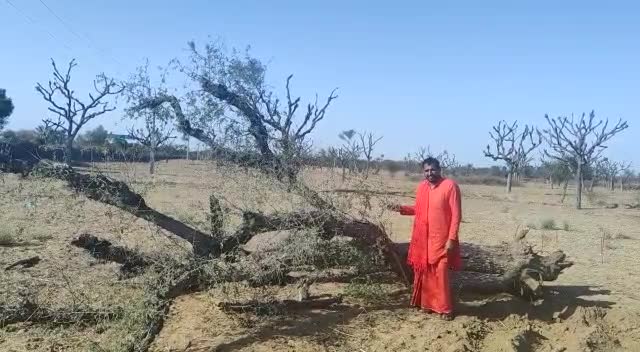 राजस्थान में नहीं थम रही हैं खेजड़ली वृक्षों की कटाई, जोधपुर के बाप क्षेत्र के बाद नागौर में मामला आया सामने
#29NEWS