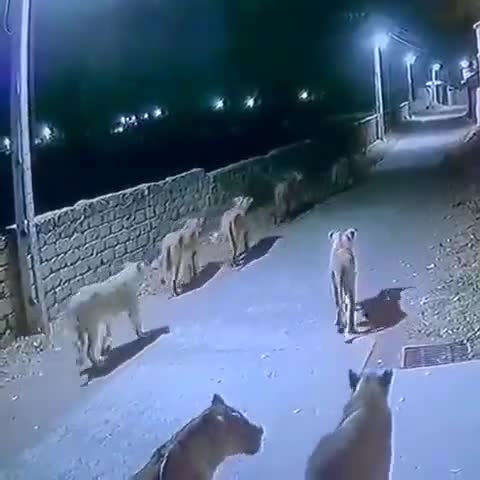 8 loin were seen walking in the street a village in Gujarat #gujrat #8loin #loin #newsvideo