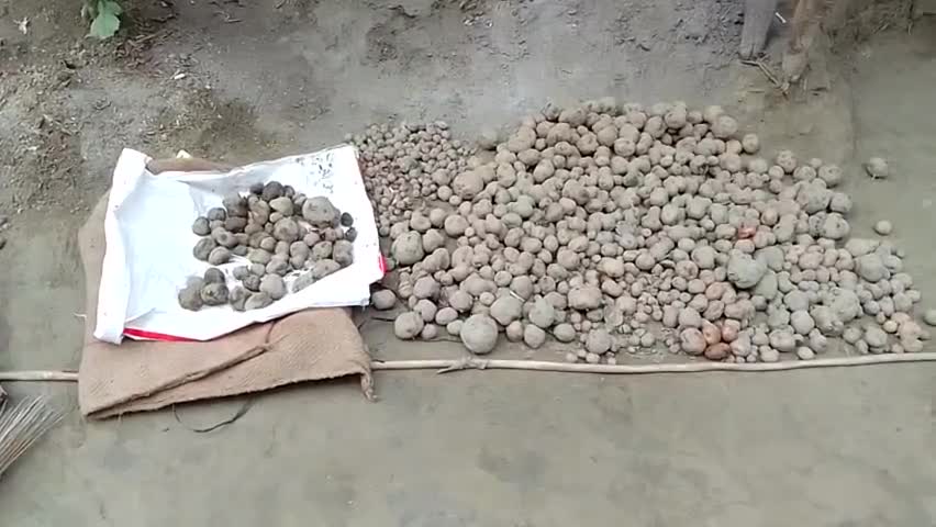 यह आलू पटेरा सब्जी मंडी पवन सिंह जी की गद्दी की है दाम लेते हैं चोक और सम्मान देते हैं सरा हुआ ठोक इनका पुराना धंधा है। लगभग लगभग उस मंडी में सारे लोगों का यही हाल है। जिस में सुधार की बहुत गुंजाइश है।
#जागो_ग्राहक_जागो🤣😂🤣😂