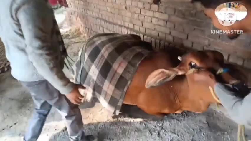 #treatment of milk fever (cow)