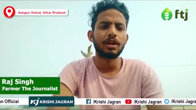 बाकला के बीज में 32 % प्रोटीन पाया जाता, मार्किट में है बहुत डिमांड
#krishijagran #arharkikheti