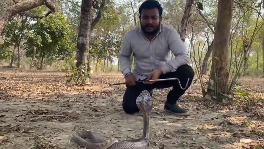 प्रयागराज: भारत का सबसे जहरीला सांप इंडियन कोबरा रेस्क्यू #rescue