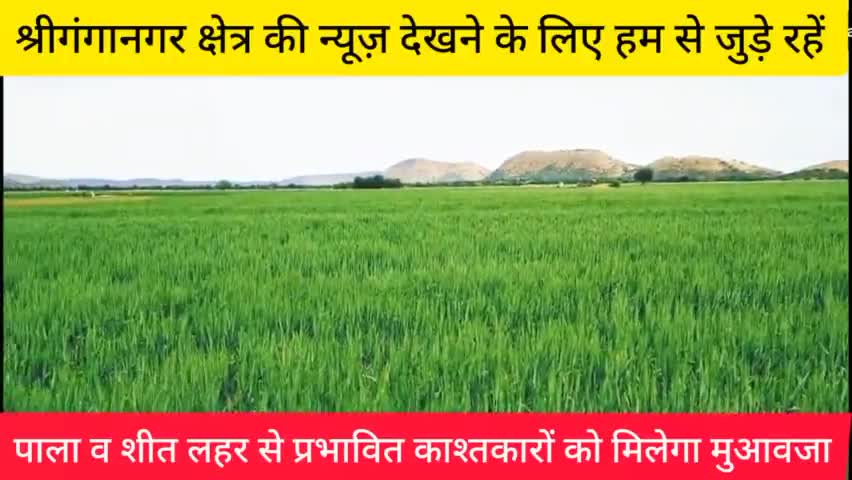 श्रीगंगानगर: पाला व शीत लहर से प्रभावित काश्तकारों को मिलेगा मुआवजा ।#sriganganagar #publickipehel #public_app