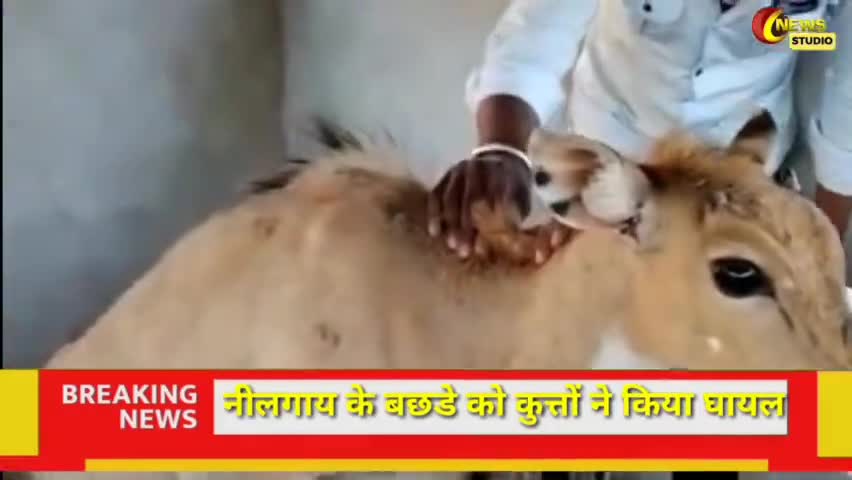 निवाई: जंगलात में नीलगाय को किया घायल वन विभाग टीम ने उपचार कर संजय वन में छोड़ा #Newai #फॉरेस्ट #Forest