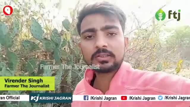 आँखों के रोग को दूर करने के साथ कई तरह से लाभदायक हैं नागफनी का पौधा

#krishijagran #naagphani