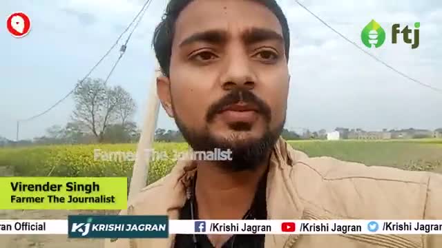 सरसों की फसल में Fungus लगने से भी खराब होती हैं फसल 

#sarsokikheti  #MustardFarming
