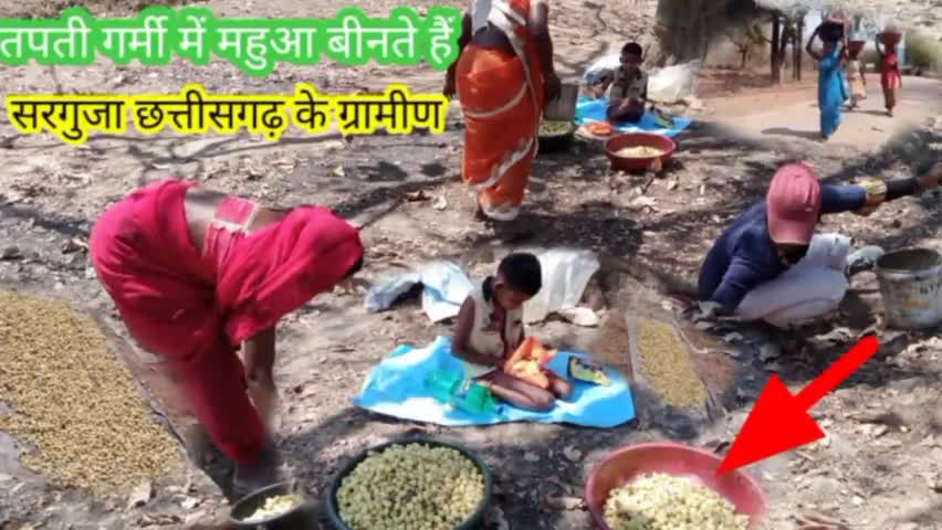 महुआ के फूल (पीला सोना ) जिसकी कीमत 25 से 30 रुपए हैं जिसे अभी  बिछकर लोग ला रहे अपने घर #सरगुजा-#छत्तीसगढ़