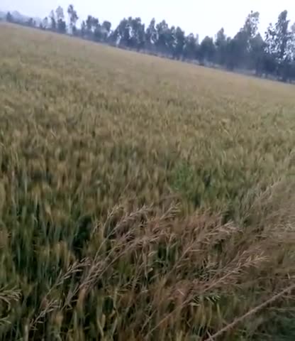 कुंडा: गेहूं लह लहा रहा #गेहूं #फसल