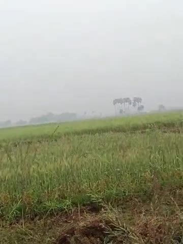 बिहार के कई जिलों में हल्की-फुल्की वर्षा के कारण किसान हुए परेशान#mausam#kisan#bihar